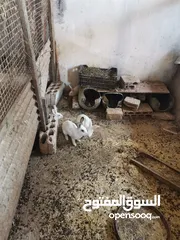  3 أرانب للبيع نخب اول