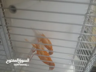  5 طيرتين للبيع حمر