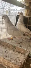  1 جواز للبيع