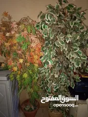  5 تربيزات عدد تنين سوكريت دئريات