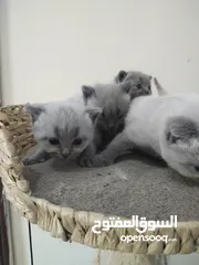  8 Little cats