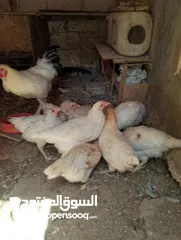  1 افراخ الوهمان عمر ثلث شهور وقريب ع اربعه للبيع يلي بدو يتصل