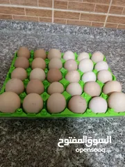  2 صيصان + بيض براهما للبيع