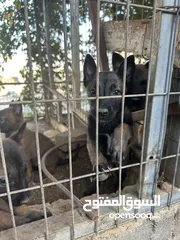  4 جراو مالينوووو للبيع قناع اسود دم حامي عمر 45 يوم