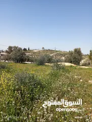 3 750م مشجرة زيتون العال والروضة حوض ابو الغزلان بسعر مغري