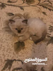  7 قطط سكوتش همالايا إناث
