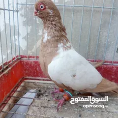  1 حمام للبيع
