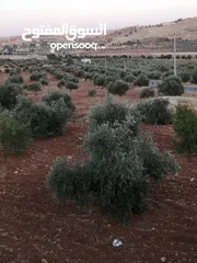  4 مزرعه للبيع من الملك مباشره