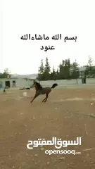  8 مهره عربيه بدون ورق