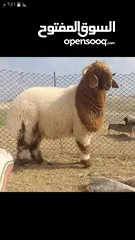  4 بفضل الله يتوفر لدينا خاروف روماني + خاروف بلدي +عبور بلدي   جميع الوزان