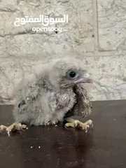  2 فرخ صقيري للبيع