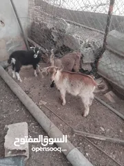  5 ماعز البينو للبيع