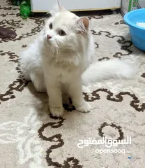  3 قط شيرازي سلفر للبيع