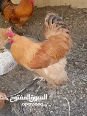 10 دجاج كوشن بياض للبيع