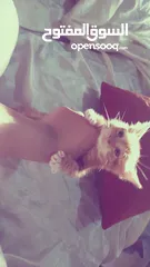  3 بسبوس صغير عمرو حوالي تلات اسابيع لعوب وكيوت و بيوكل طبيعي  اقراء الوصف.....................؟؟.؟؟؟؟