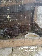  1 زوجين حمام كينج شغالات ومكفولات نخب