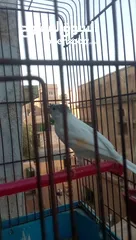  2 فحل صلاه النبي طول شبر