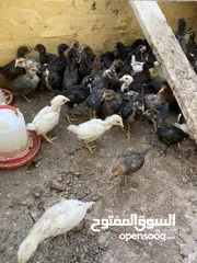  4 صيصان بلدي