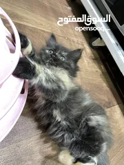  1 3 month old female kitten for adoption