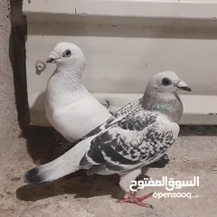  6 حمام للبيع جواج الجوز 10