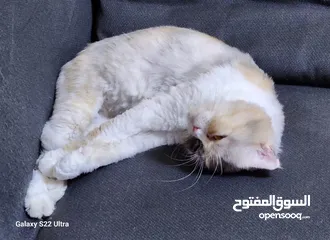  4 Cat (persian and scottish fold) mix