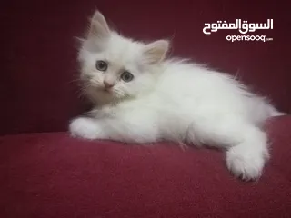  6 قطط شيرازي صغيرة للبيع