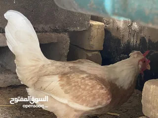  5 متاح دجاجات عرب
