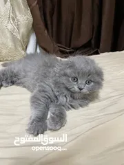  10 قطط بريتش ستريت وفولد للبيع