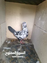  1 حمام للبيع