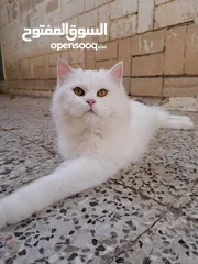  1 Persian Cats