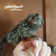  1 lovely marmoset