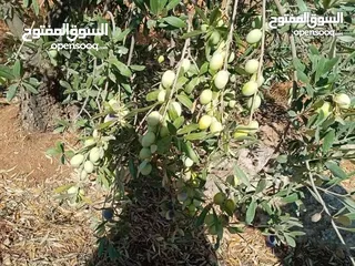  20 لقطه مزرعه مع بيت ريفي 48 الف قابل للتفاوض منطقه ريف جرش