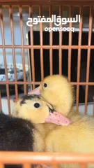 1 بطاط فرنسي