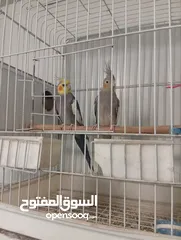  1 زوجين كوكتيل ماكنات انتاج تبارك الله صحه ونظافه وجمال مع اقفاصهم واكواخهم وتحتهم بيض