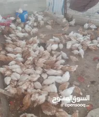  4 فراخ لوهمان براون العدد 300للبيع