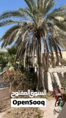  29 لتنظيف النخيل والواشنتونيا والاهتمام بالحدائق والثمار بكافه انواعها