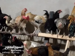  6 جاج بلدي فوق السوبر