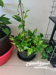  4 Money Plant and Calamansi Plant