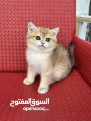  12 تشكيلة كبيره من قطط لسكوتش فولد  ( شاهد الاعلان كامل )