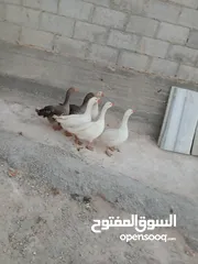  4 متاح طقم وز 6 حبات شغالات كفالة