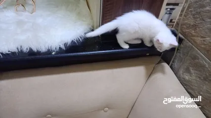  6 للبيع قطه ميكس (kitten) كما في الصور  بصحه ممتازه ماخده المطاعيم متعوده على دراية فوود واللتر بوكس.