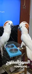 2 اجمل تشكيلة ببغاوات اليفه ومتكلمه