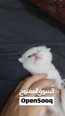  18 Pure Scottish/ بيور سكوتش