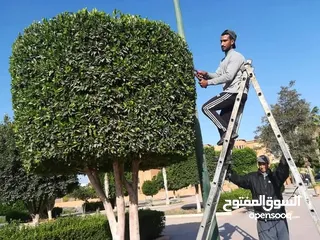  15 التقوى لتنسيق الحدائق
