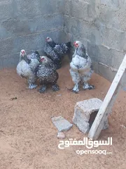  3 دحي دجاج براهما سبرايت للبيع