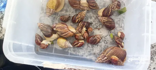  7 حلزونات افريقيا للبيع African snails for sale