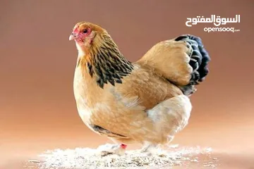  1 مطلوب دجاجه كاركه اقرا الوصف