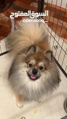  1 Dogs Pomeranian