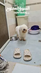  1 maltese puppy