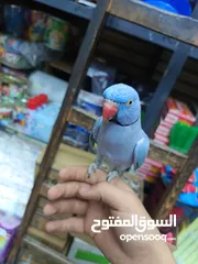  2 ببغاء دره لون ازرق طفره